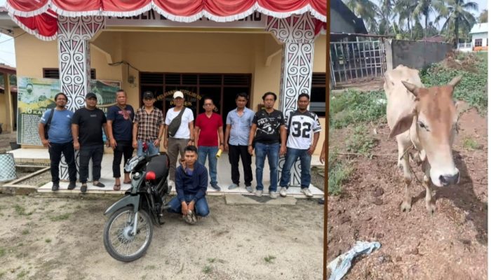 Kurang dari 24 Jam,  Pelaku Pencuri Lembu Ditangkap di Ujung Padang