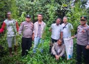 Berkat Laporan Warga, Polsek Panei Tongah Bongkar Ladang Ganja 12 Batang di Simpang Raya Dasma