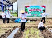 Dukung Stabilisasi Harga, Pemkab Simalungun Launching Gerakan Tanam Cabai Merah Serentak di Purba