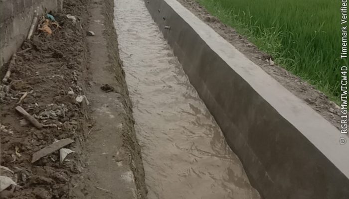 Petani Muara Mulia Simalungun Protes Pembangunan Irigasi, Padi Rusak Dimakan Tikus